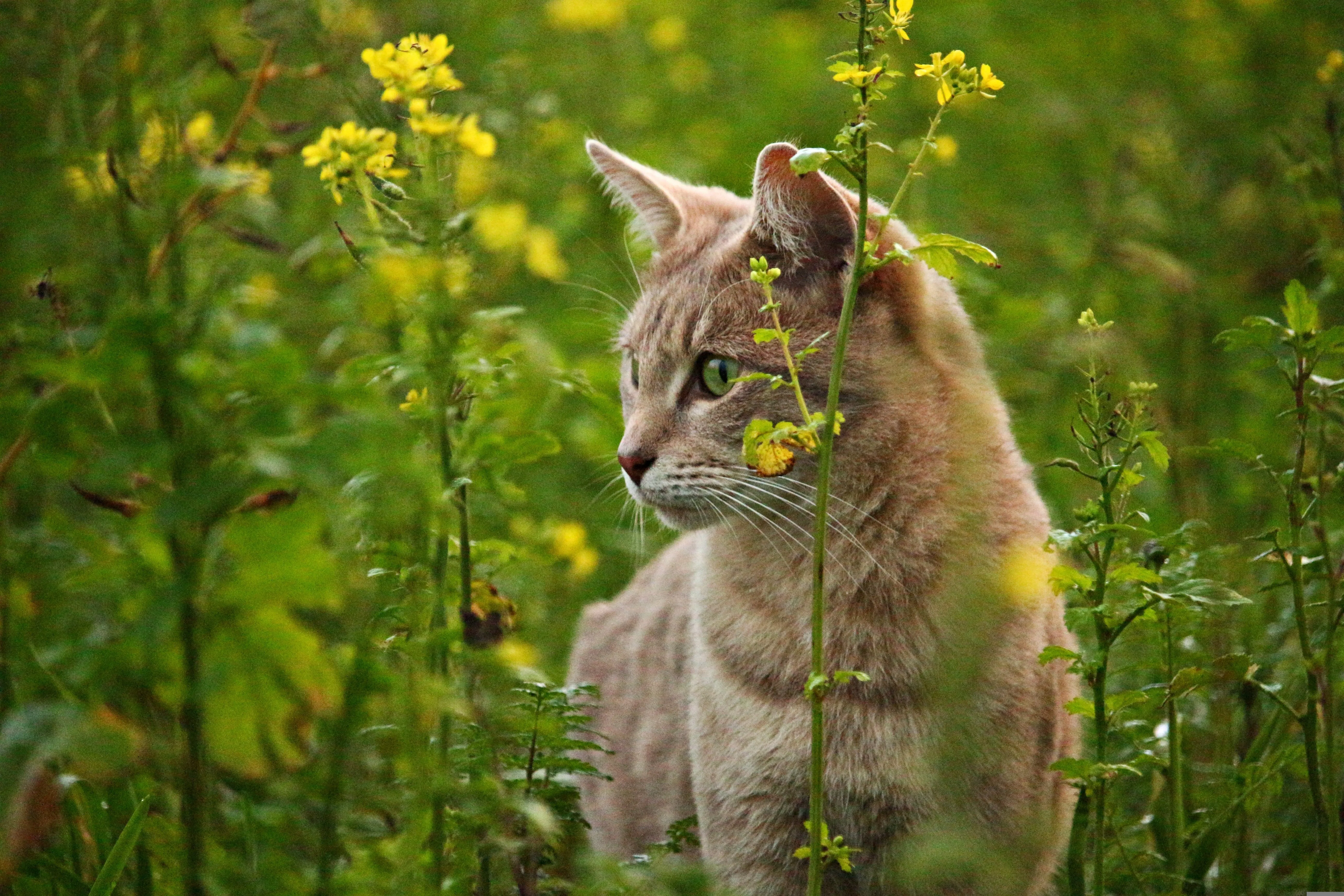 Katze