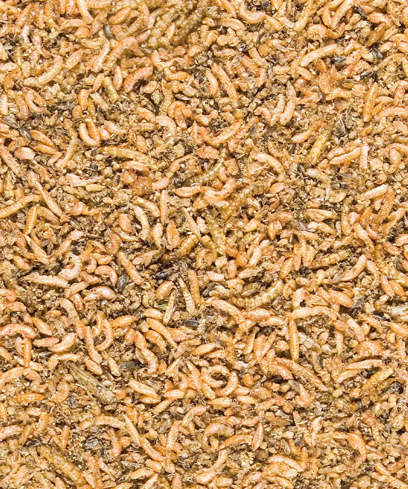 Insekt Mix 250g - Insektenmischung zur Aufzucht von Jungvögeln