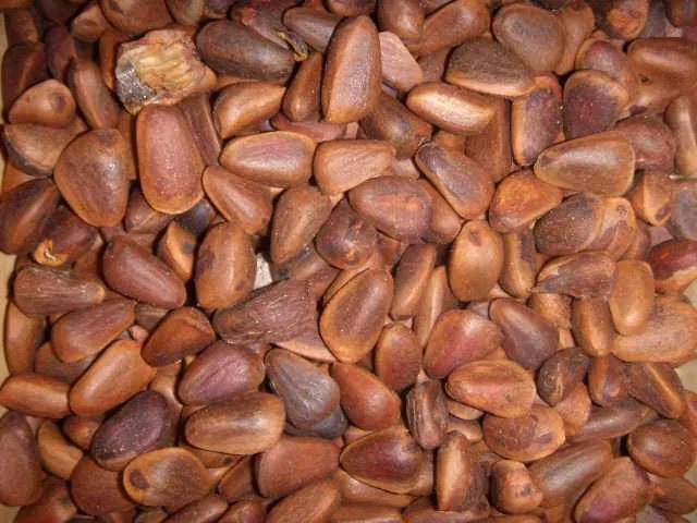 Zirbelnüsse