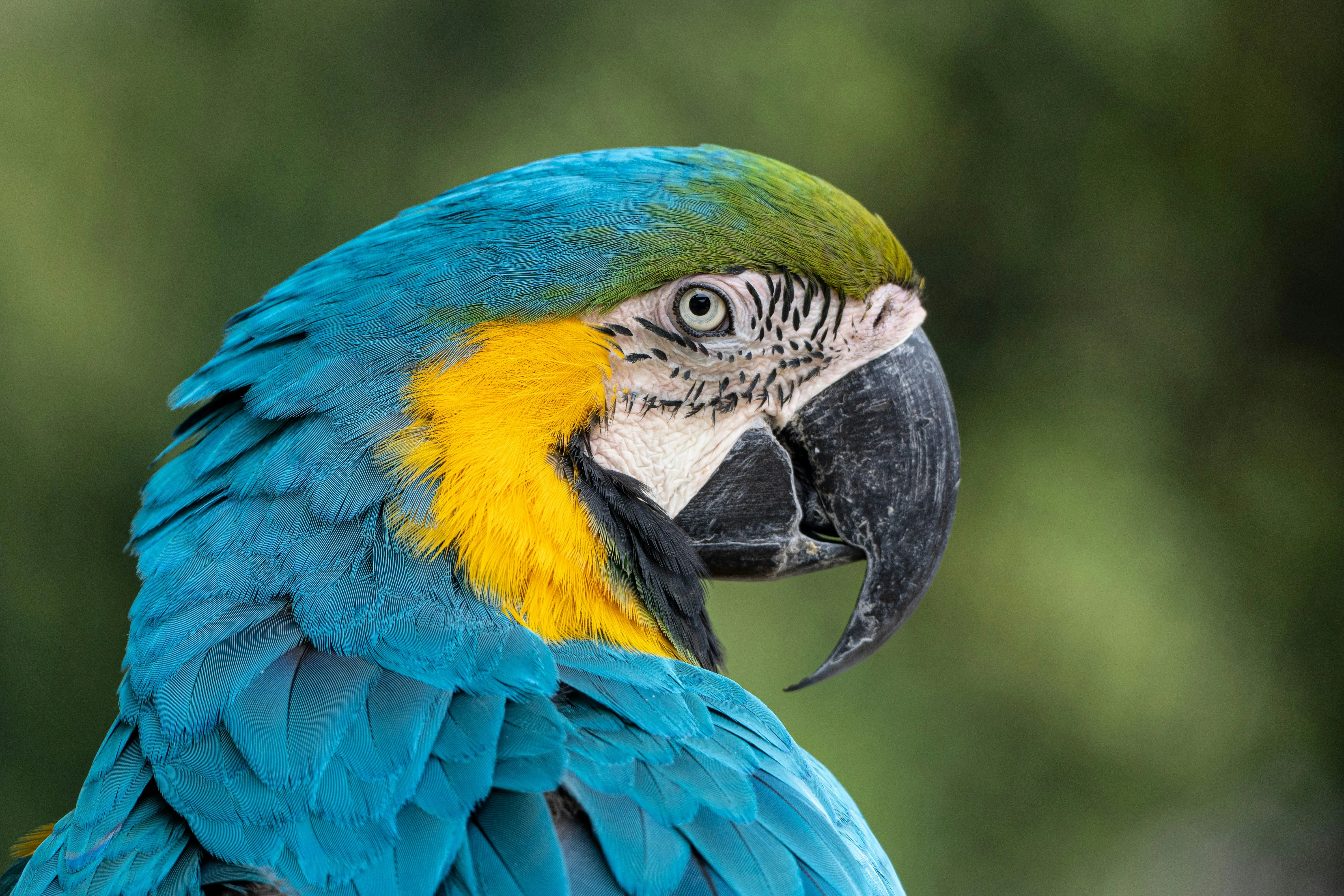 Vögel