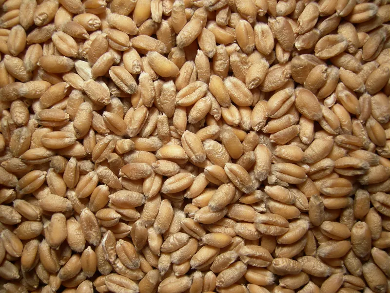 Weizen - Futterweizen