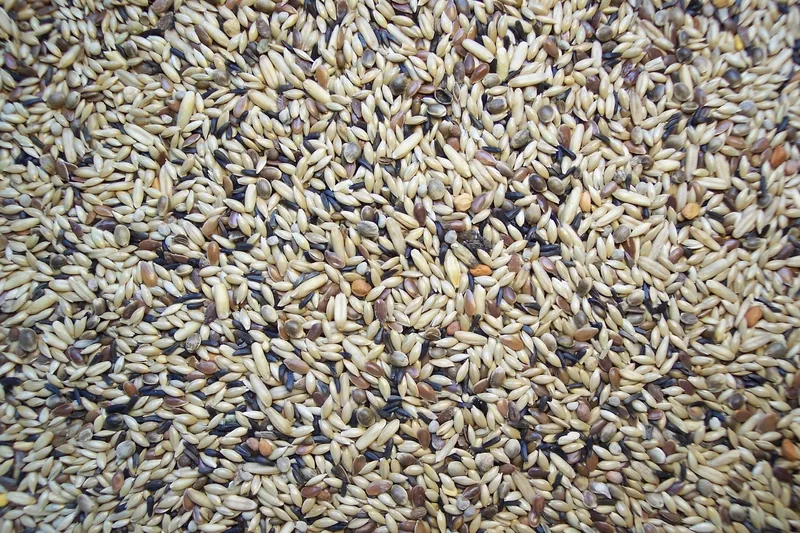 Kanarienfutter Zucht ohne Rübsen