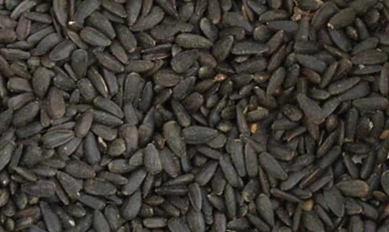 Sonnenblumen schwarz 500g